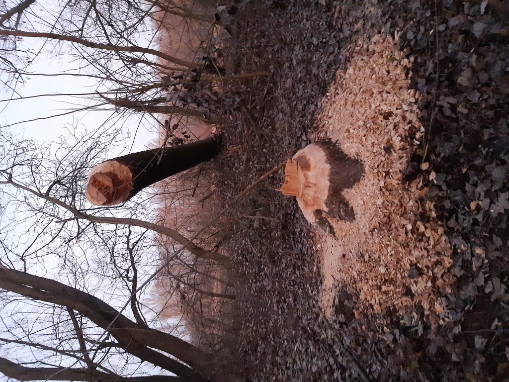 bobri na váhu